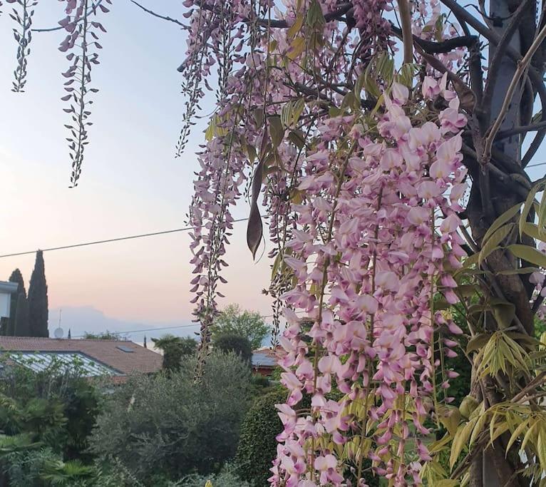 Molo - Residenza Con Accesso Diretto Al Lago Lazise Dış mekan fotoğraf